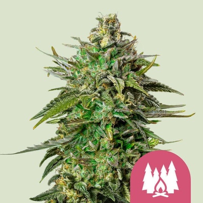Royal Queen Seeds Larry OG semienka neobsahujú THC 1 ks