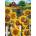 Cobble Hill - Puzzle Country Paradise 500 - 500 piese