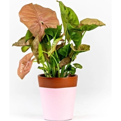 Gardners Syngonium podophyllum Pink (Neon), průměr 6-7 cm Syngonium, Syngónium
