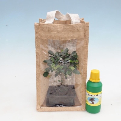 e-bonsai Pokojová bonsai v dárkové tašce - JUTA