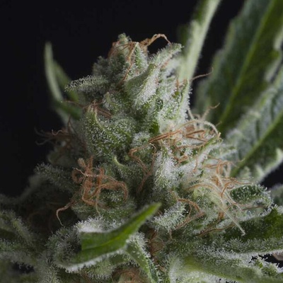 Pyramid Seeds Shark semienka neobsahujú THC 50 ks