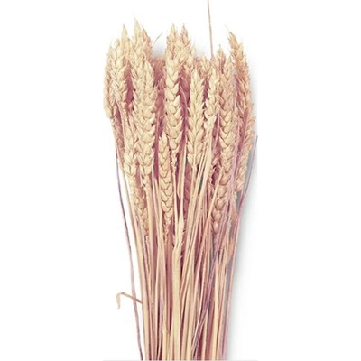 NOHEL GARDEN Sušená dekorácia Triticum - pšenica svetlo ružová 40 g
