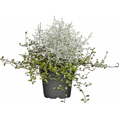 Strieborný drôtik & Muehlenbeckia mix, kvetináč 10 cm
