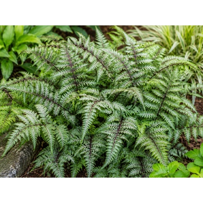 Papraď japonská 'Red Beauty'