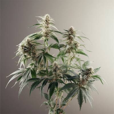 Vision Seeds Silver Haze semena neobsahují THC 5 ks