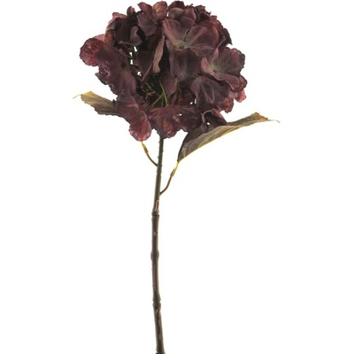 Hortenzie - Hydrangea větev (sušená) 'Dutch' červená (burgundy) V63 cm