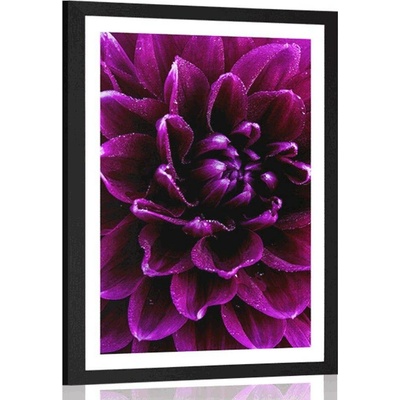 Plakát s paspartou purpurovo-fialový květ - 20x30 silver