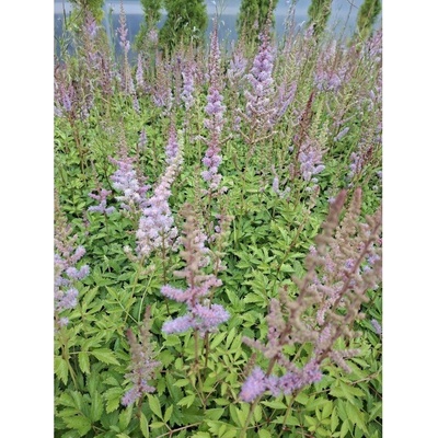 GREENBOSS FLOWER Čechrava - 'Astilbe chin. var. pumila' Průměr květináče: 9 až 12 cm