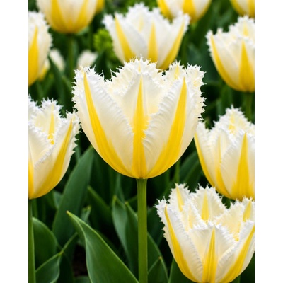 Tulipán 'Lemon beauty' 5 ks