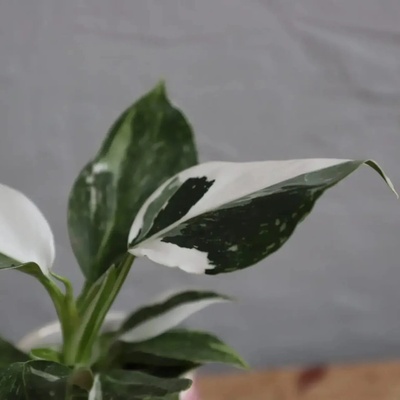 Philodendron White Wizard baby
