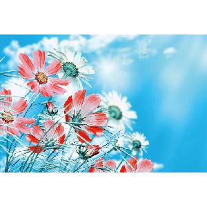 DIMEX ART Флизелинов фототапет летни цветя 375 x 250 см