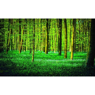 ForWall Fototapeta Green forest vlies 152,5 x 104 cm