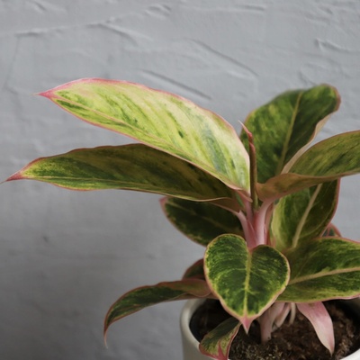 Aglaonema Salmon Fantasy