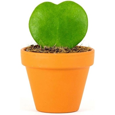 Gardners Hoya kerrii, průměr 6 cm Hoja, Voskovka
