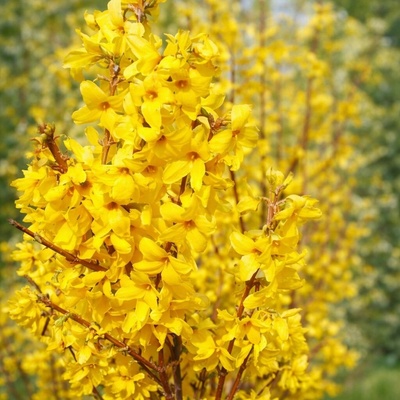 Forsythia x intermedia 'MINIGOLD' Prodejní velikost: 030/040, Velikost hrnku: 1 l – Hledejceny.cz