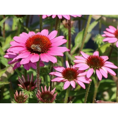 Echinacea purpurová SunMagic Vintage Pink