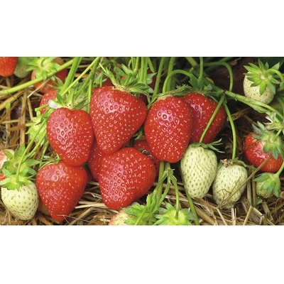 Jahoda BIO 'Malwina' FloraSelf Floralie Gardening with kids květináč Ø 9 cm, pozdní odrůda s vynikající chutí