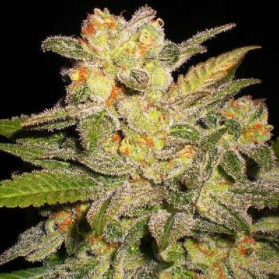 G13 Labs Seeds AUTO NL semena neobsahují THC 5 ks
