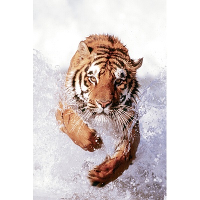 Plagát, Obraz - Tiger Running Through Water, 61 × 91.5 cm