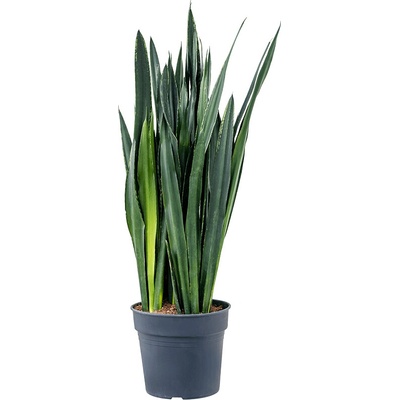 Sansevieria trifasciata Black tiger 34x130 cm