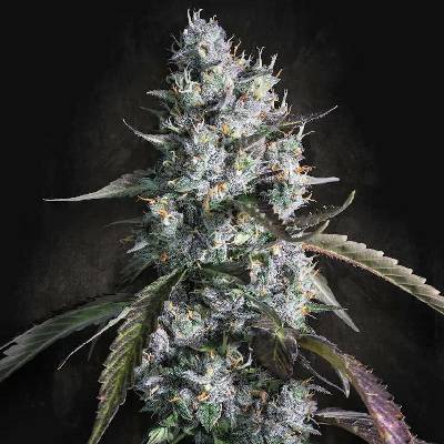 Paradise Seeds Red Velvet Auto semena neobsahují THC 3 ks