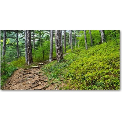 Foto obraz fotografie na skle lesný chodník 100x50 cm