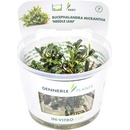 Bucephalandra micrantha Needle Leaf