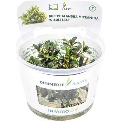 Bucephalandra micrantha Needle Leaf