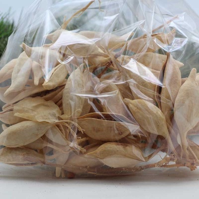 Brachiton - blaenched 250g - SU0076