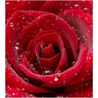 DIMEX ART Флизелинов фототапет червена роза 225 x 250 см