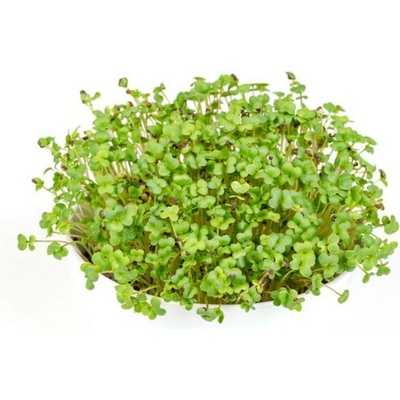 Toraf Microgreens semínka na klíčky Hořčice černá 20 g