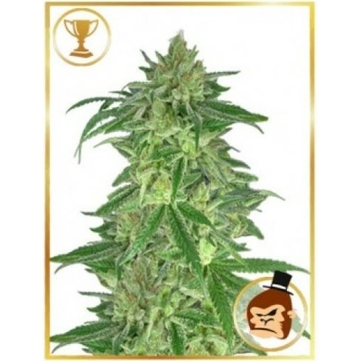 Mr. Hide Seeds Mr. Gorilla Cream semienka neobsahujú THC 100 ks