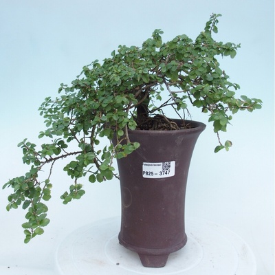e-bonsai Pokojová bonsai - Grewia sp. - Grewie malolistá