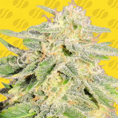 Original Sensible Seeds Auto JH semienka neobsahujú THC 25 ks