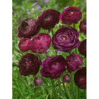 Pryskyřník 'Ranunculus purple tomer for pot' 3 ks