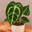 Anthurium Crystallinum