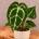 Anthurium Crystallinum