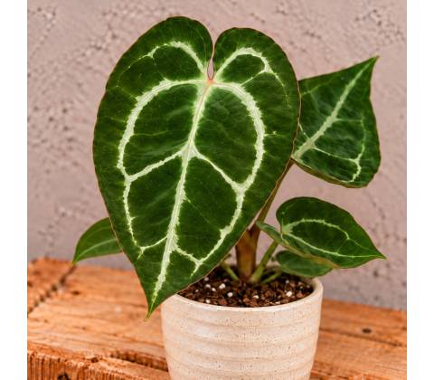 Anthurium Crystallinum