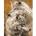Smart Flamingo Creative set Flamingo Line Painting by numbers 40x50cm Wolves (Fys107)