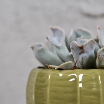 Echeveria Topsy Turvy baby