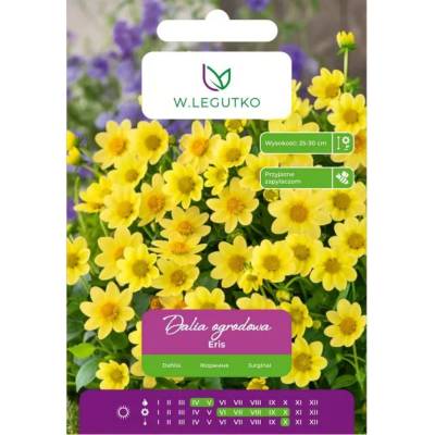 W. Legutko Жълта далия Ерис, 1 брой