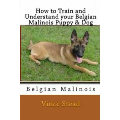 How to Train and Understand Your Belgian Malinois Puppy & Dog | Vince Stead