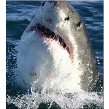 DIMEX ART s. r. o Флизелинов фототапет акула 225 x 250 см