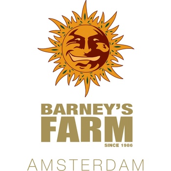 Barney's Farm Mimosa x Orange Punch Auto semena neobsahují THC 10 ks
