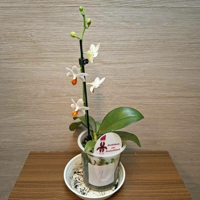Phalaenopsis Mini Mark č1