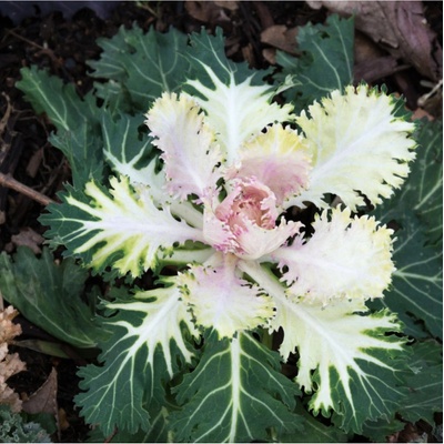 Okrasná Kapusta Peacock F1 Biela - Brassica Oleracea - Predaj Semien - 20 Ks