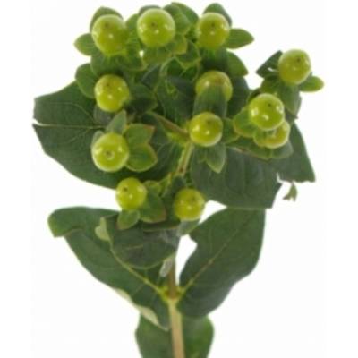 Třezalka ANDROSAEMUM SISU CHARM 50 cm