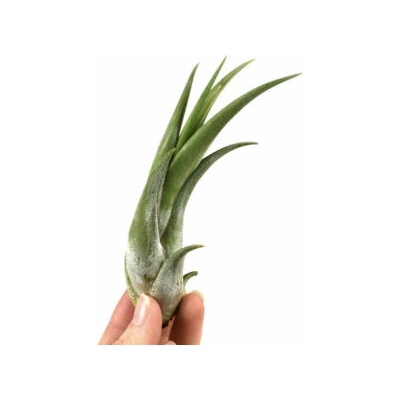 Tillandsia circinata