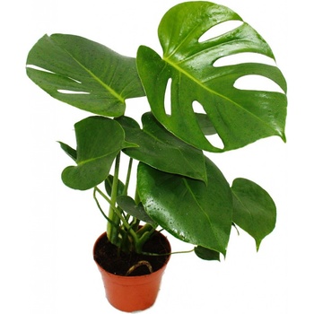 philodendron whipple way variegata Philodendron Whipple Way – Toltec Plants main image 0