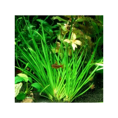 Acorus decoratus